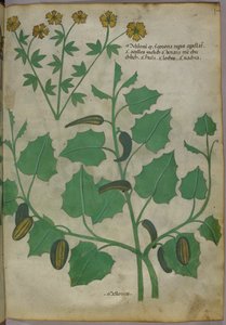 植物図版、1440年頃（ヴェラムにインクと彩色） 作： Italian School