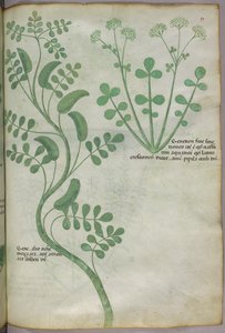植物図版、1440年頃（ヴェラムにインクと彩色）