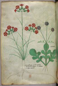植物図版、1440年頃（ヴェラムにインクと彩色） 作： Italian School