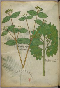 植物図版、1440年頃（ヴェラムにインクと彩色） 作： Italian School