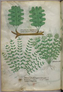 植物図版、1440年頃（ヴェラムにインクと彩色） 作： Italian School