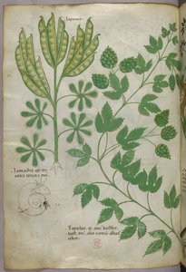 植物図版、1440年頃（ヴェラムにインクと彩色）