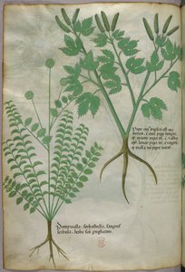 植物図版、1440年頃（ヴェラムにインクと彩色） 作： Italian School