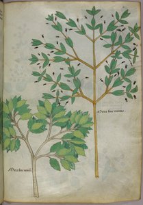 植物図版、1440年頃（ヴェラムにインクと彩色） 作： Italian School