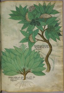 植物図版、1440年頃（ヴェラムにインクと彩色） 作： Italian School