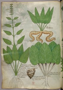 植物図版、1440年頃（ヴェラムにインクと彩色） 作： Italian School