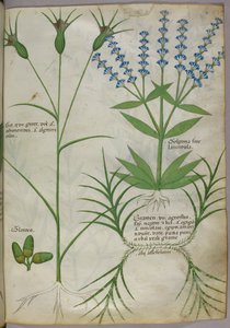 植物図版、1440年頃（羊皮紙）、1440年頃（ヴェラムにインクと彩色） 作： Italian School