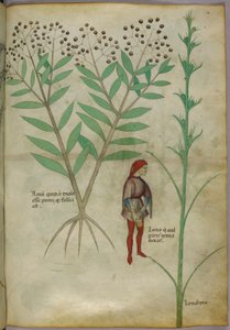 植物と鍋に排尿する男性の植物図、1440年頃（紙にインクとカラー）