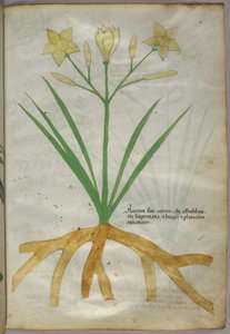 植物の植物図版 1440年頃 (ヴェラムにインクと彩色) 作： Italian School