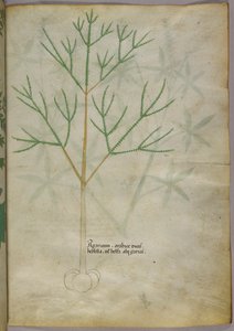 植物の植物図版 1440年頃 (ヴェラムにインクと彩色)