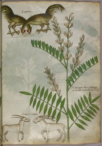 植物、2頭のヤギ、2羽の鳥の植物図版 1440年頃（ヴェラムにインクと彩色） 作： Italian School