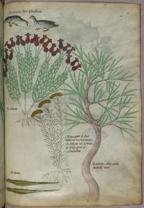 鳥と昆虫を従えた植物の植物図（1440年頃、ヴェラムにインクと彩色） 作： Italian School