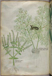 スイート・バジル[ocimum]とアスパラガスに群がるウサギ[palatio leporis]の植物図版、1440年頃、ヴェラムにインク、彩色 作： Italian School