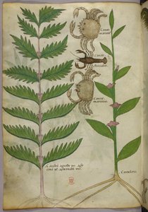 カニとサソリの植物図（1440年頃、ヴェラムにインクと彩色） 作： Italian School