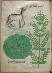 馬を連れた植物の植物図（1440年頃、ヴェラムにインクと彩色） 作： Italian School