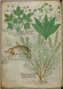 植物とイノシシの植物図譜、1440年頃、ヴェラムにインク、彩色 作： Italian School