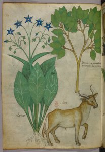 植物と雄牛の植物図（1440年頃、ヴェラムにインクと彩色） 作： Italian School