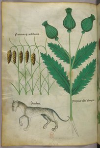 植物と豹の植物図版、1440年頃、ヴェラムにインクと彩色 作： Italian School