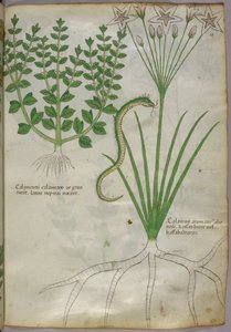 植物と蛇の植物図譜、1440年頃、ヴェラムにインクと彩色 作： Italian School