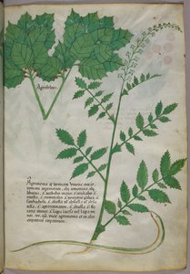 植物と蛇の植物図譜、1440年頃、ヴェラムにインクと彩色 作： Italian School