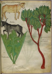 植物と雄牛の植物図譜、1440年頃、ヴェラムにインクと彩色 作： Italian School