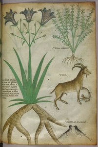 植物、鳥、ヤギの植物図版、1440年頃、ヴェラムにインク、彩色