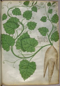 植物図譜、1440年頃（ヴェラムにインクと彩色）
