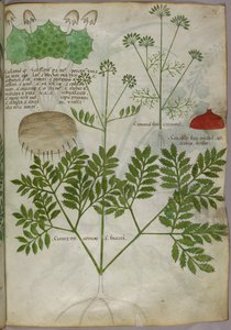 植物図譜、1440年頃（ヴェラムにインクと彩色） 作： Italian School