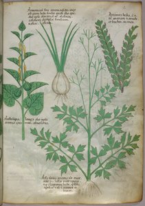 植物図譜、1440年頃（ヴェラムにインクと彩色） 作： Italian School