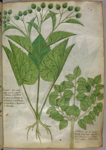 植物図譜、1440年頃（ヴェラムにインクと彩色） 作： Italian School