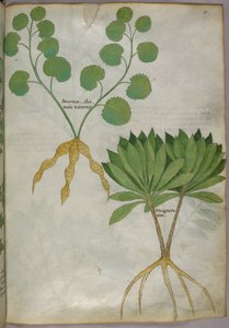 植物図譜、1440年頃（ヴェラムにインクと彩色） 作： Italian School