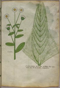 植物図譜、1440年頃（ヴェラムにインクと彩色） 作： Italian School