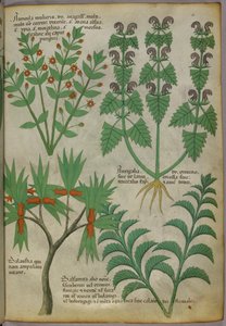 植物図譜、1440年頃（ヴェラムにインクと彩色） 作： Italian School