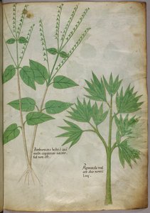 植物図譜、1440年頃（ヴェラムにインクと彩色） 作： Italian School