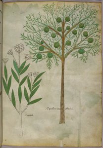 植物図譜、1440年頃（ヴェラムにインクと彩色） 作： Italian School