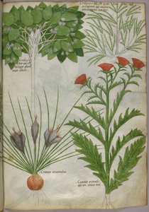 植物図譜、1440年頃（ヴェラムにインクと彩色） 作： Italian School