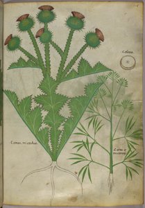植物図譜、1440年頃（ヴェラムにインクと彩色） 作： Italian School
