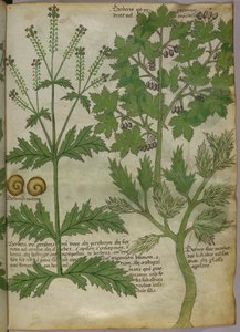 植物図譜、1440年頃（ヴェラムにインクと彩色） 作： Italian School