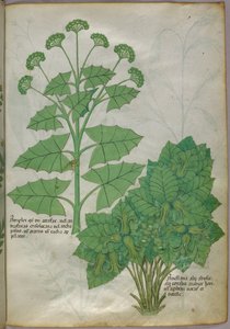 植物図譜、1440年頃（ヴェラムにインクと彩色） 作： Italian School