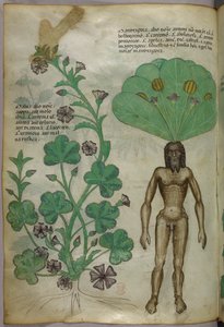 裸の男性の体を根に見立てたマンドレイクを含む植物の植物図版 1440年頃（ヴェラムにインクと彩色） 作： Italian School