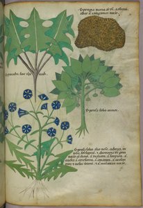 スポンジを含む植物の植物図版 1440年頃（ヴェラムにインクと彩色） 作： Italian School