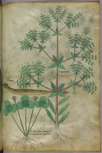 植物と動物を描いた植物図版 1440年頃 (ヴェラムにインクと彩色)