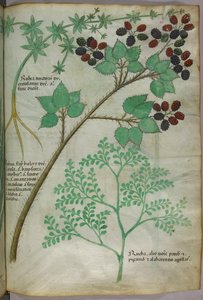 マダー[rubea]、ブラックベリー[rubus]、ルー[ruta]の植物図版、1440年頃（ヴェラムにインクと彩色） 作： Italian School