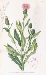 Cardus cichoraceusおよびGnaphalium penduculare、1811-1838 作： Italian School