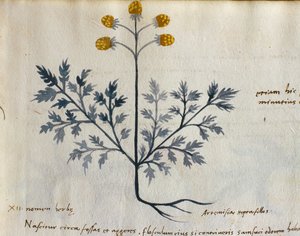 タラ。 2007年 ヨモギ、「Herbarium Apulei Platonici」の薬用植物（ベラムに水彩とインク）（415715の詳細） 作： Italian School