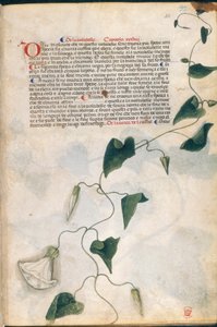 Convolvulus Plant、「Carrara Herbal」のイラスト、パドヴァ、1400年頃（紙に金のペンとインク） 作： Italian School