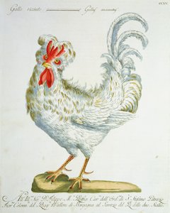 カーリーヘアドおんどり、1767-76年頃（手描きの彫刻） 作： Italian School