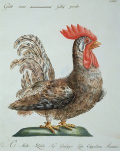 ドワーフおんどり、1767-76年頃（手描きの彫刻）