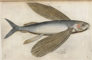トビウオ、「Aquatilium Animalium Historiæ liber primus」のイラスト、Ippolito Salviani 作 作： Italian School