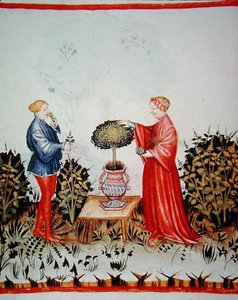 Fol.39v 「バジリカム・クラトゥムを集めて」、「Tacuinum Santiatis Codex Vindobonensis」のイラスト（ベラム製） 作： Italian School